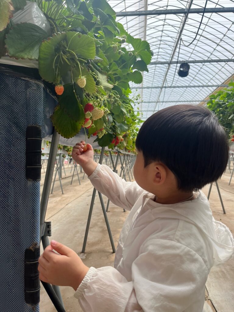 딸기체험 3